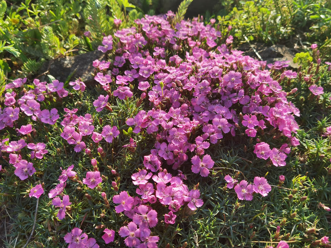 Dianthus 'Eileen Lever' 7